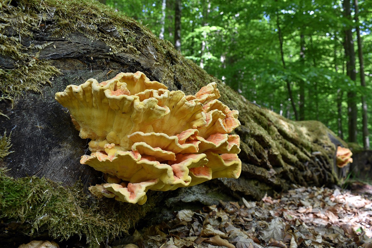 如何更好地保护游戏玩家的利益？